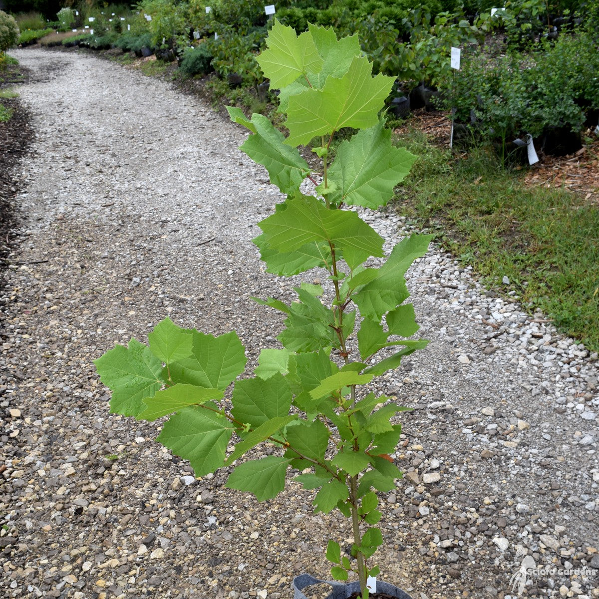 Platanus occidentalis (Sycamore) - 5 gal