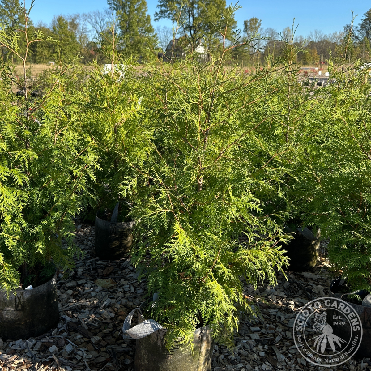 Thuja occidentalis (American Arborvitae) - 5 gal