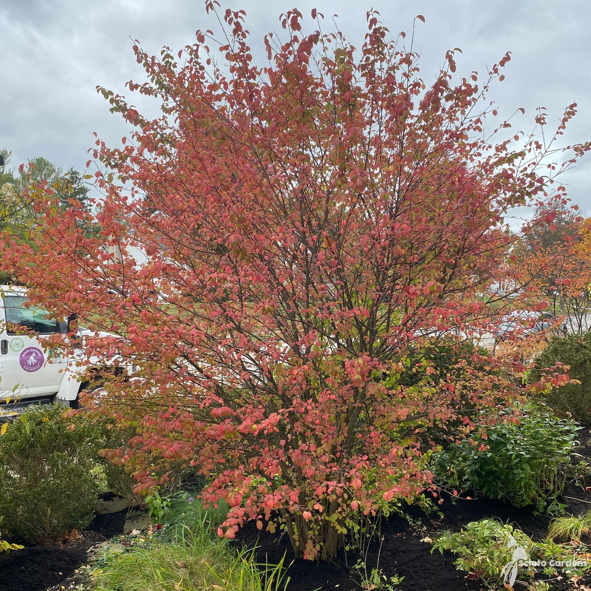 Viburnum prunifolium (Blackhaw Viburnum) - 3 gal