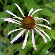 Echinacea pallida (Pale Purple Coneflower) - 1 gal
