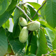 Asimina triloba (OH) (Common Pawpaw) - 1 gal
