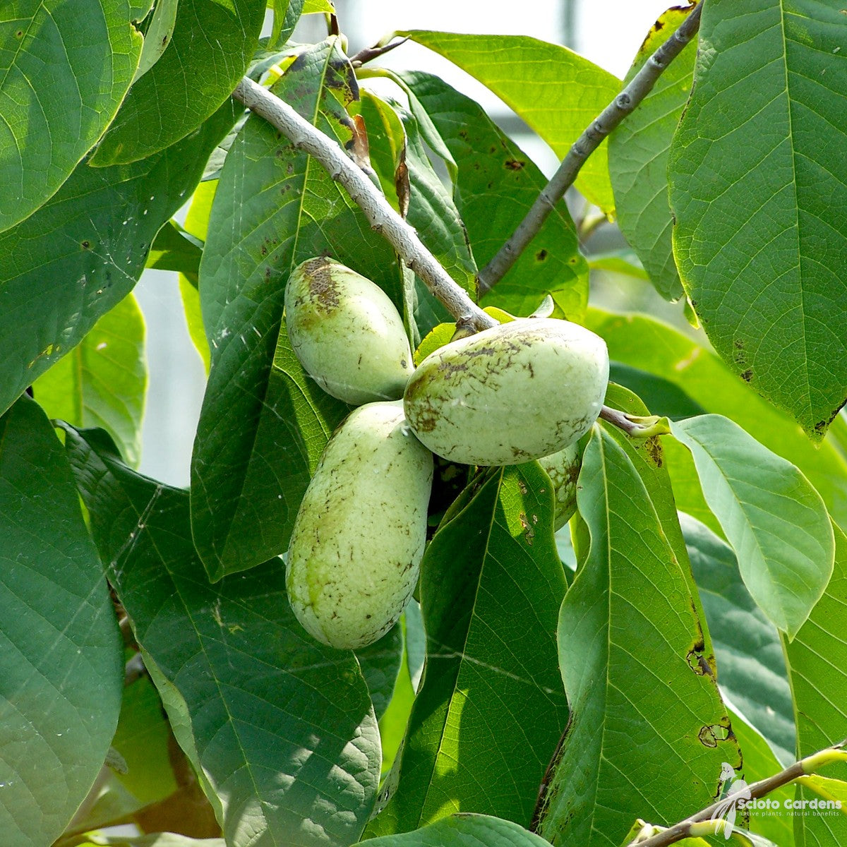 Asimina triloba (OH) (Common Pawpaw) - 1 gal