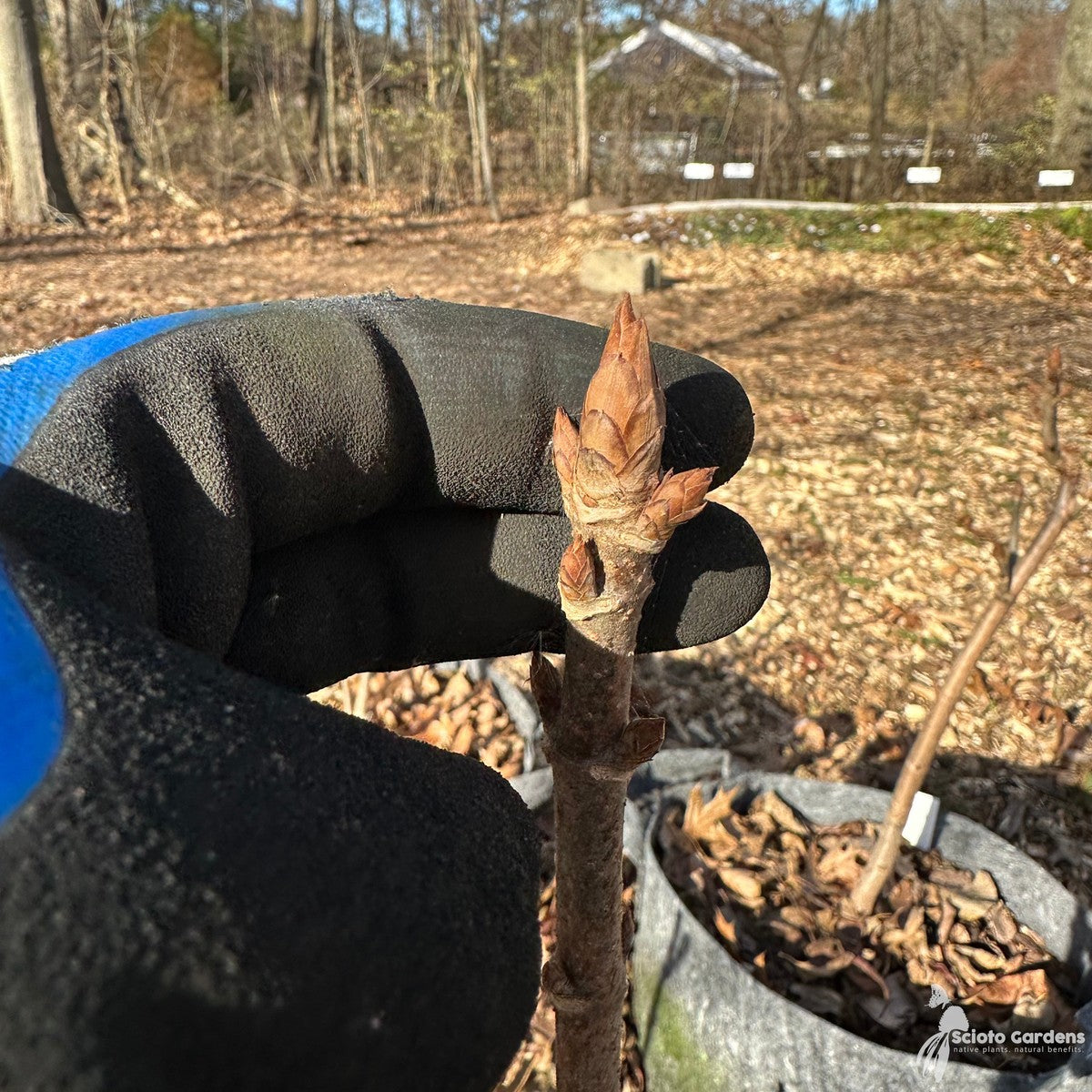 Aesculus glabra (Ohio Buckeye) - 7 gal