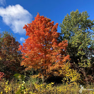 Acer saccharum (Sugar Maple) - 3 gal