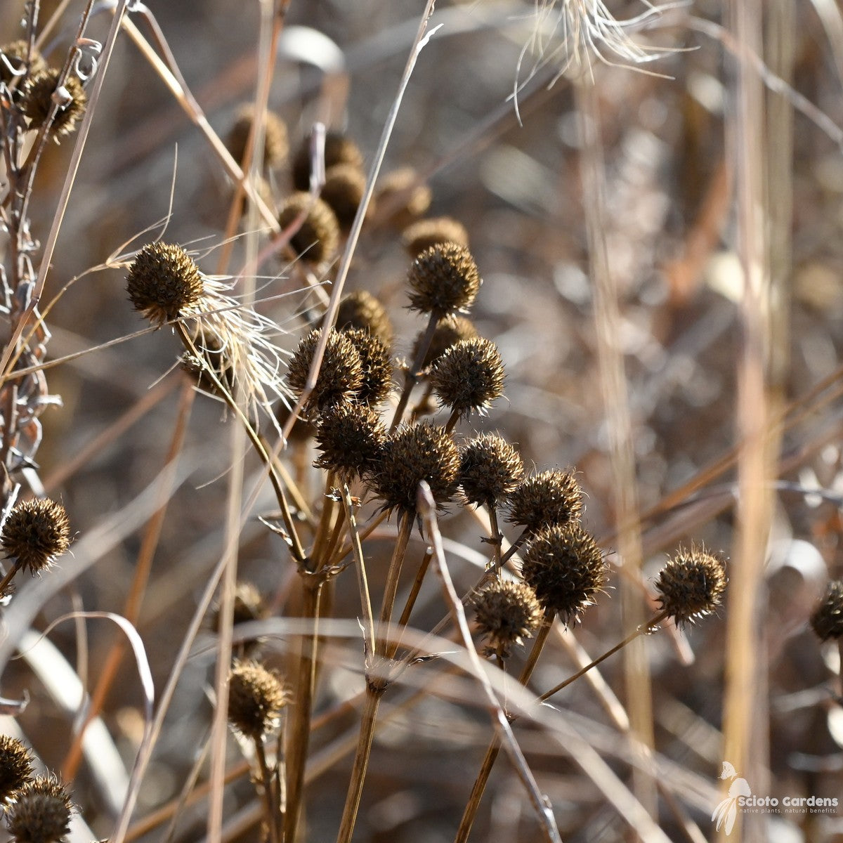 Eryngium yuccifolium (Rattlesnake Master) - 1 gal