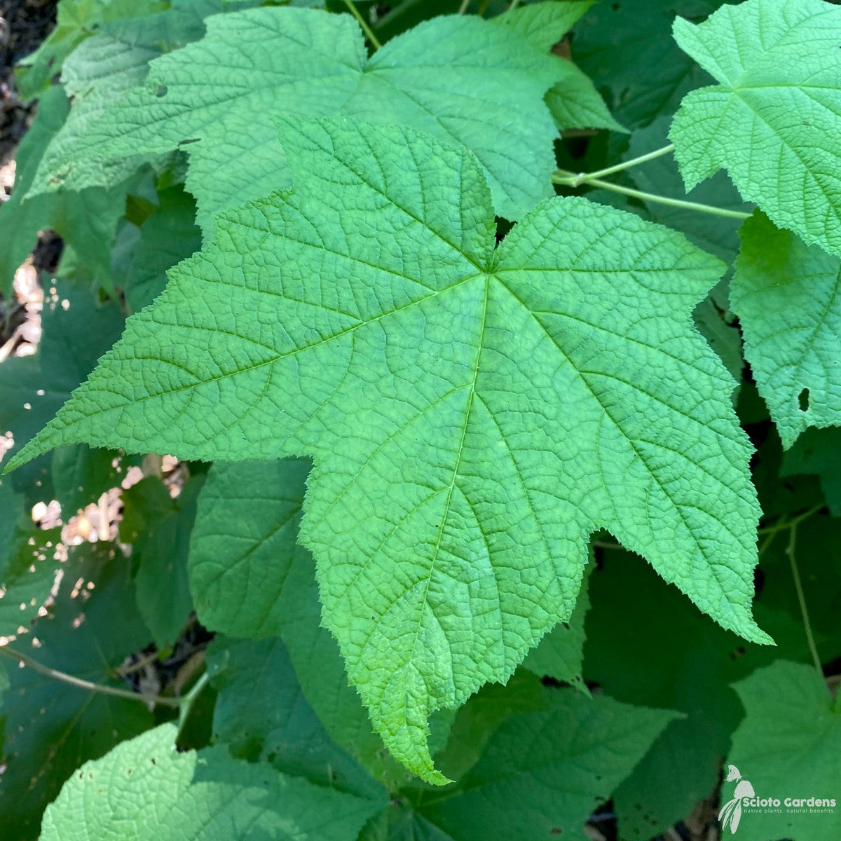 Rubus odoratus (Purple-flowering Raspberry) - 3 gal