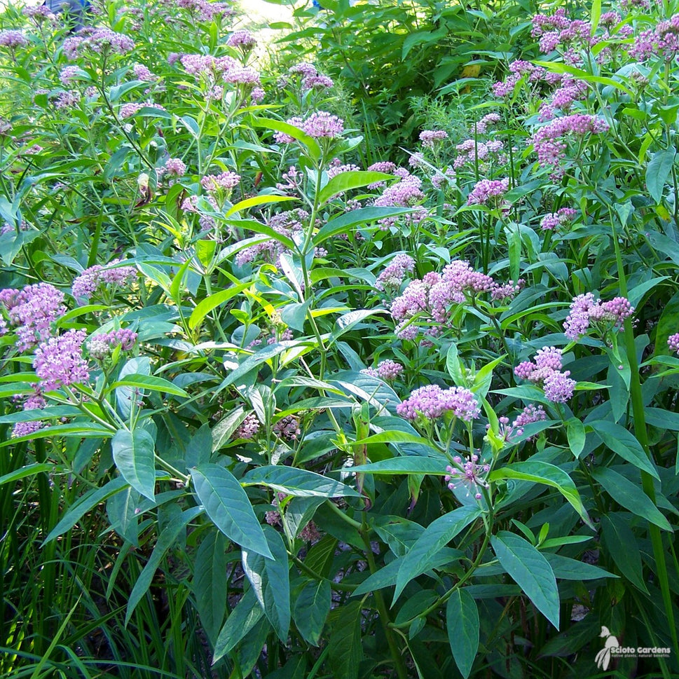 Asclepias incarnata (Pink Swamp Milkweed) - QT