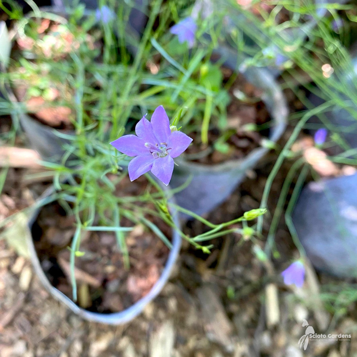 Campanula rotundifolia (Harebell) - 3QT