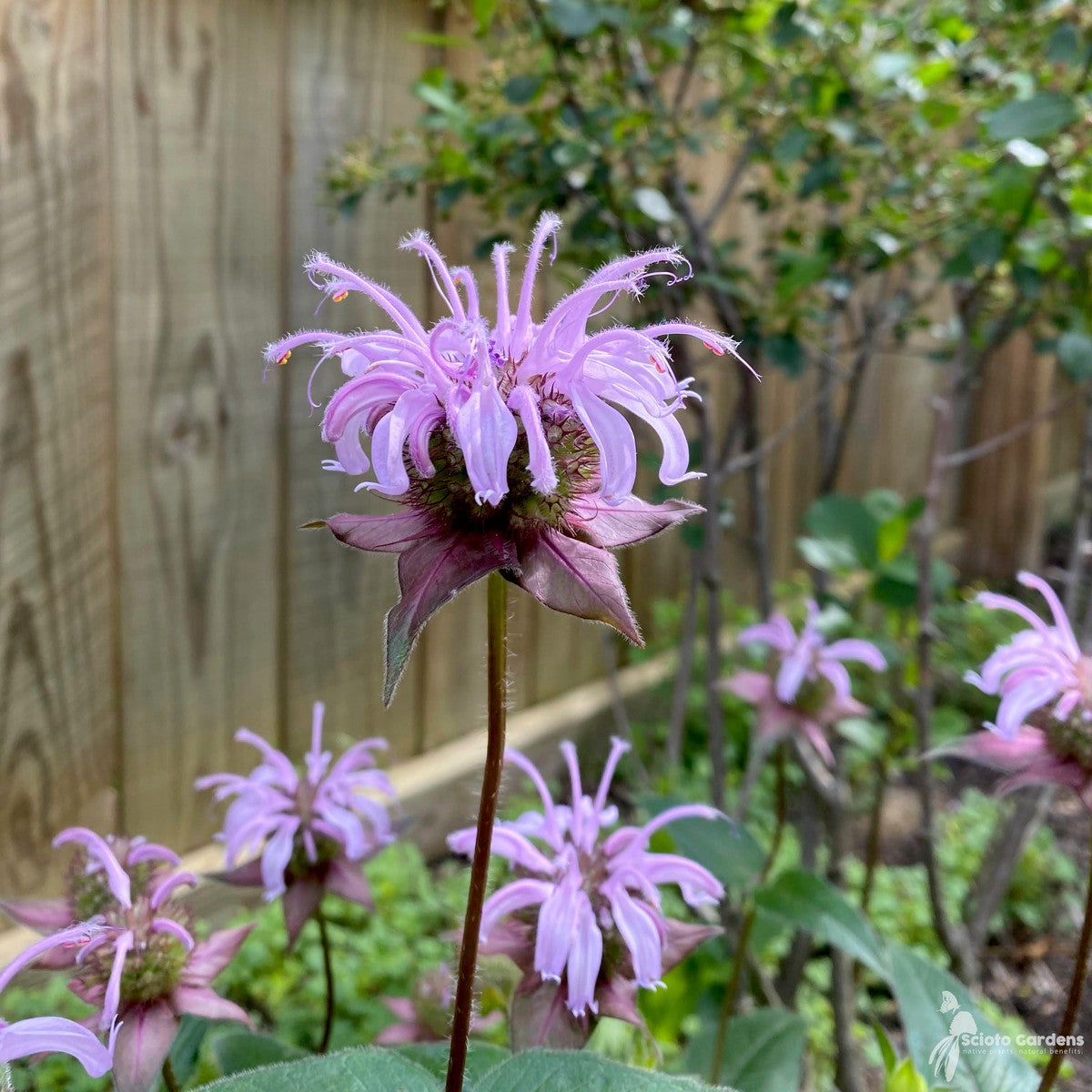 Monarda bradburiana (Eastern Bee Balm) - 1 gal