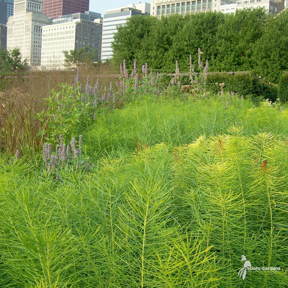 Amsonia hubrichtii (Thread-leaf Blue Star) - 1 gal