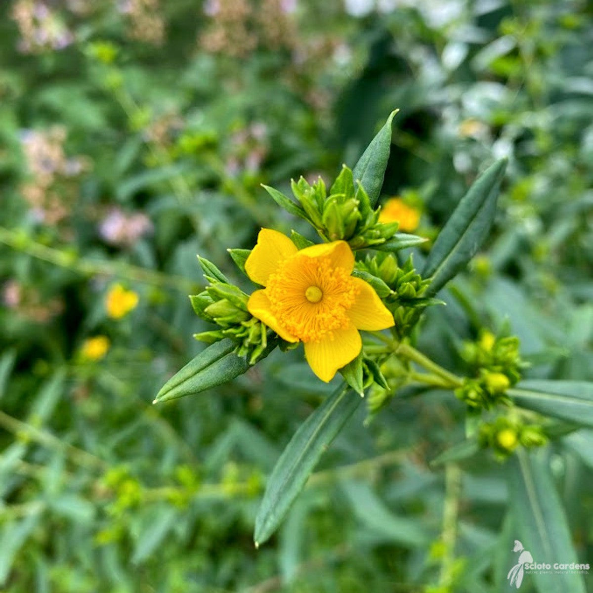 Hypericum prolificum (OH Genome) (Shrubby St. Johns-Wort) - 2 gal
