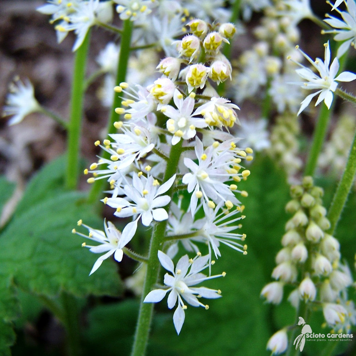 Tiarella cordifolia (Foam Flower) - 3QT