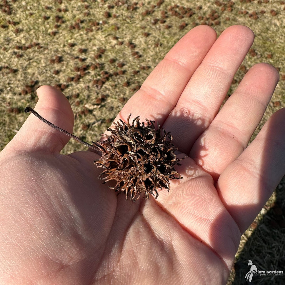 Liquidambar styraciflua (Sweetgum) - 3 gal