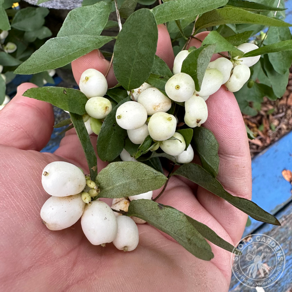 Symphoricarpos albus (Common Snowberry) - 3 gal
