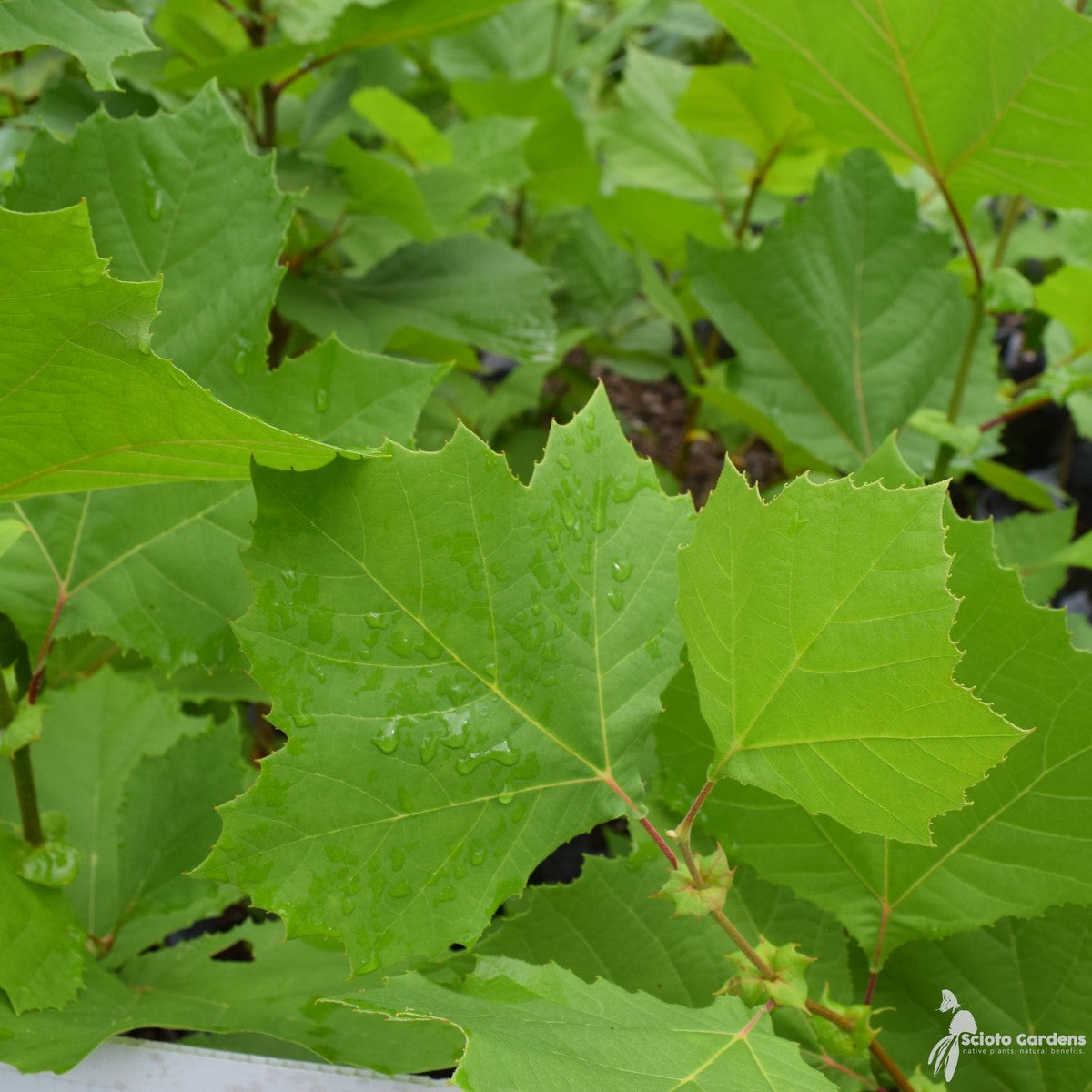 Platanus occidentalis (Sycamore) - 5 gal