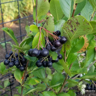 Aronia m. 'Viking' (Viking' Black Chokeberry) - 3 gal