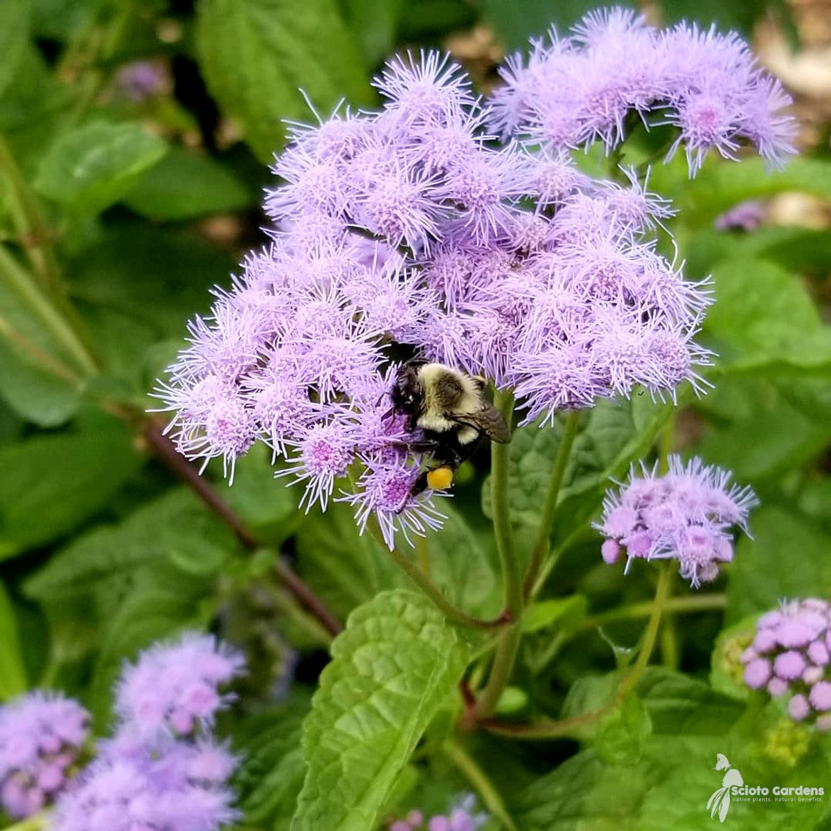 Conoclinium [Eupatorium] coelestinum (Hardy Ageratum, Mist flower) - 2 gal