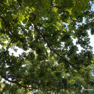 Quercus macrocarpa (Bur Oak) - 3 gal
