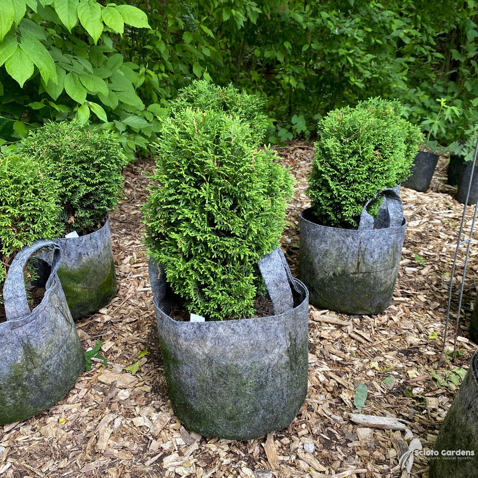 Thuja o. 'Hetz Midget' (Hetz Midget' American Arborvitae) - 3 gal