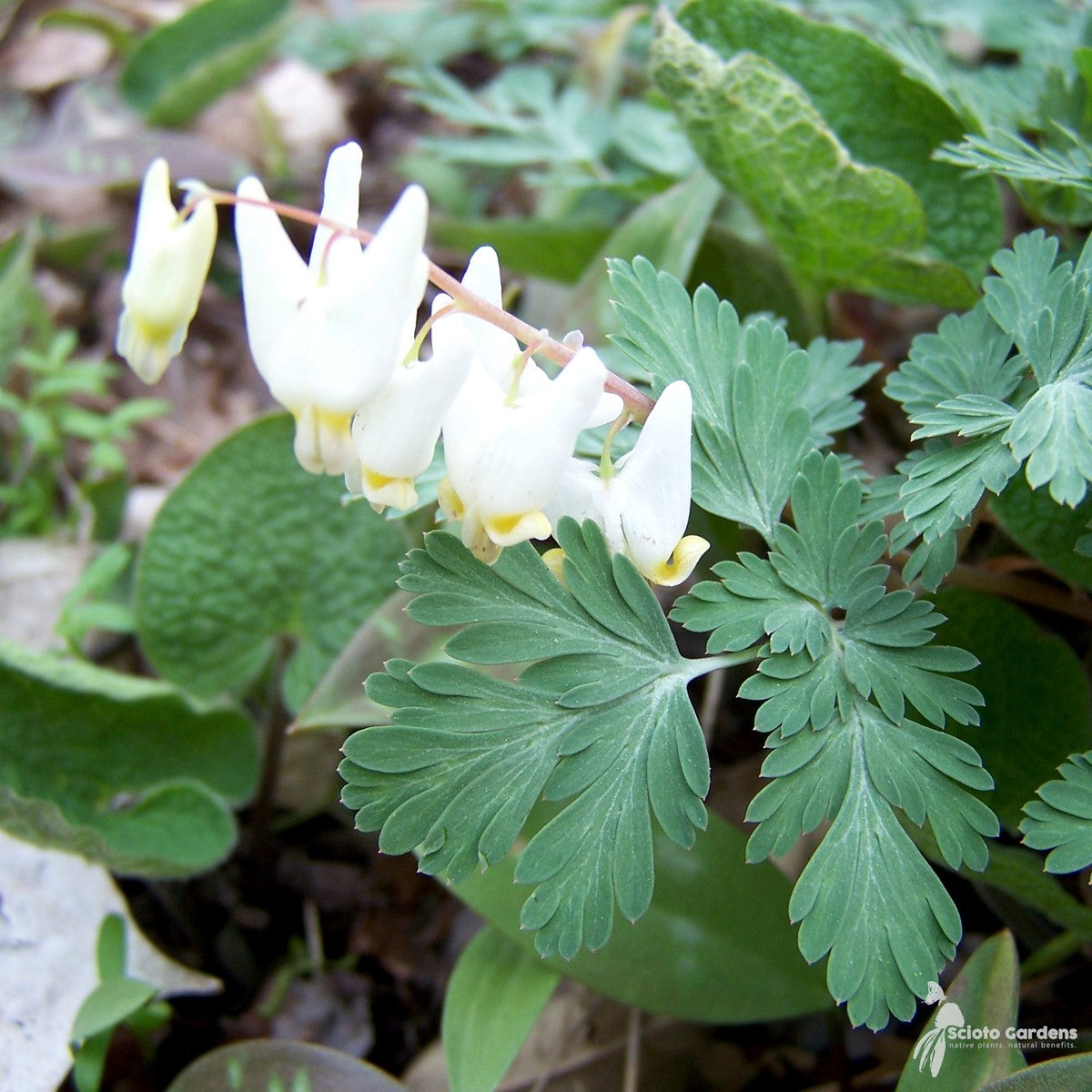 Dicentra cucullaria (Dutchman's Breeches) - QT
