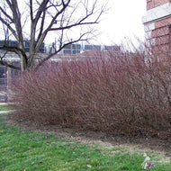 Cornus racemosa (Gray Dogwood) - 3 gal