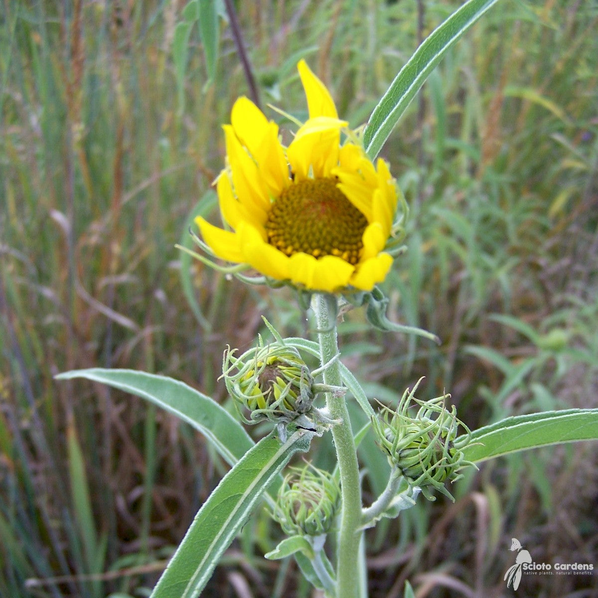 Helianthus mollis (Downy Sunflower) - 2 gal