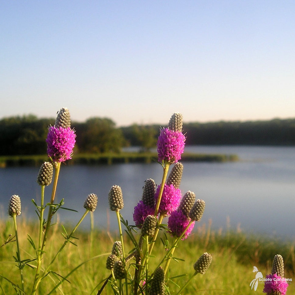 Dalea purpurea (Purple Prairie Clover) - QT