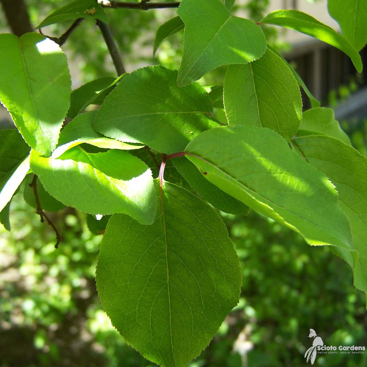 Viburnum prunifolium (Blackhaw Viburnum) - 3 gal
