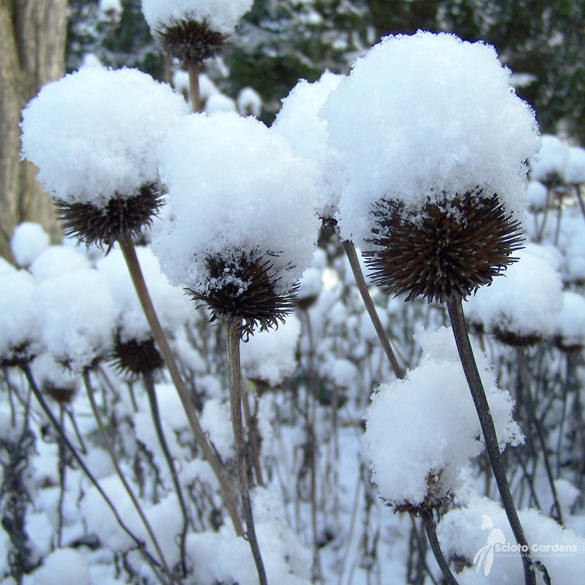 Echinacea purpurea (Purple Coneflower) - 1 gal