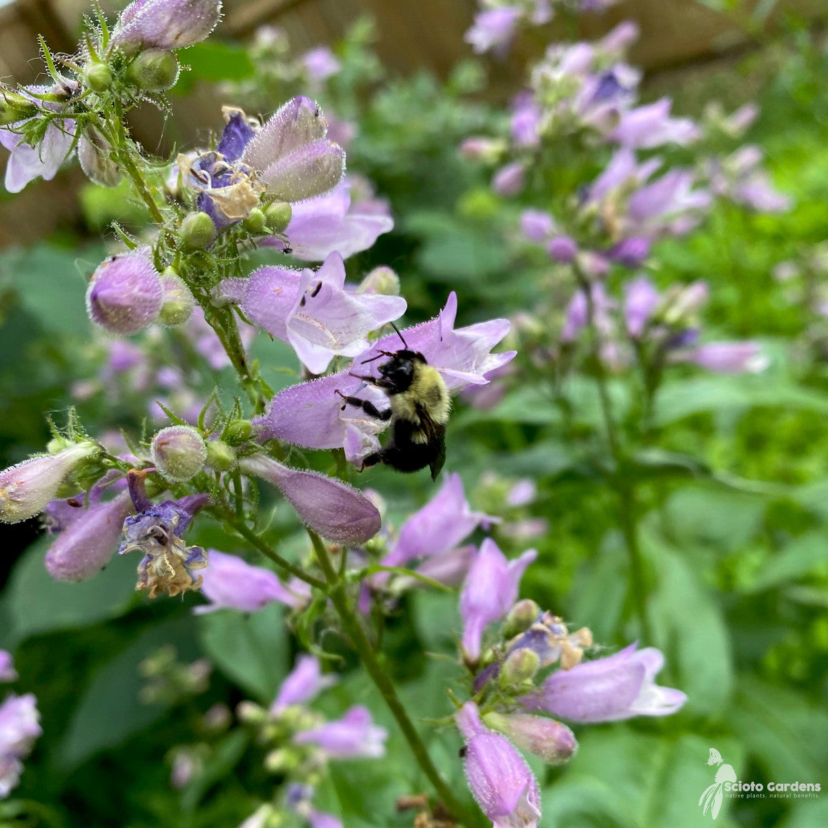 Penstemon calycosus (Long Sepaled Beardtongue) - 1 gal