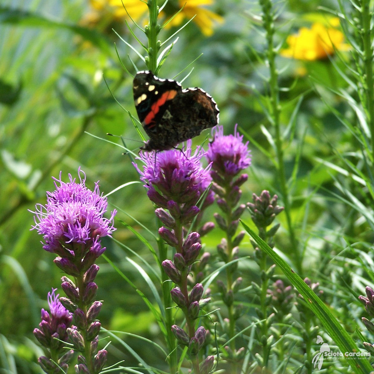 Liatris spicata (Dense Blazing Star) - 1 gal