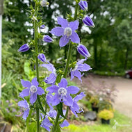 Campanula americana (Tall Bellflower) - 1 gal